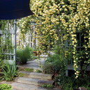 گل آبشار طلایی